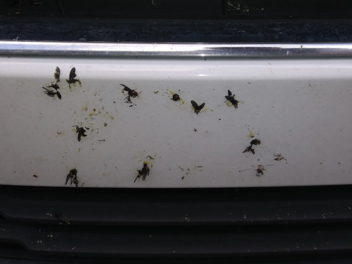 How to Get Lovebugs Off Your Car