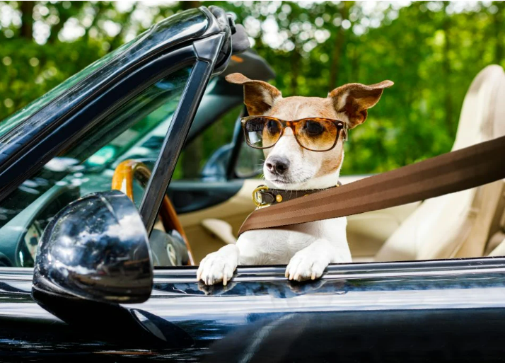 Best Cars for Pet Owners